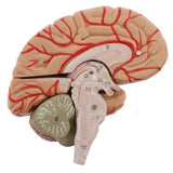 Model, Anatomically Accurate Models 8-Part Human Brain Anatomy for Science Classroom Study Educational Display