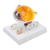 Eye Model Educational Shows Cornea Iris Human Eyeball Model Teaching Display Internal External Structure Enlarged