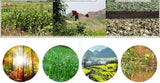 500 grams the health care physical therapy of wild ai (tsao bath bubble foot home moxa leaf grass remove moisture