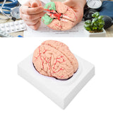 Anatomical Brain Model Accurate Human Brain Model for Science Classroom Study for Teaching Display