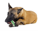 Crunchy Bone Toy