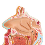 Anatomical Model Color Painting Human Nasal Cavity Model Corrosion Resistant for Teaching for for Demonstration