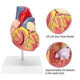 2X Life Size Teaching Simulation Organ Human Heart Model
