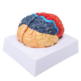 Anatomical Brain Assembled Model PVC Human Brain Anatomical Model for Learning Display