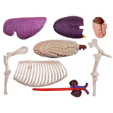 Animal Organ 4D Horse Intelligence Assembling Toy Teaching Anatomy Model DIY Appliances
