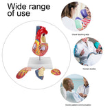 2X Life Size Teaching Simulation Organ Human Heart Model
