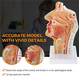 Human Anatomical Nasal Cavity Throat Anatomy Model for Science Classroom Study Display Teaching Medical Mode Equipment