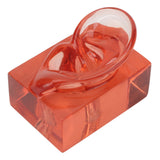 Right Ear Model Clear Waterproof Multifunctional High Simulation Acrylic Ear Display Model Sturdy Transparent Red for Learning
