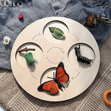 New Butterfly Life Board Set Lifestyle Stages Kids Teaching Tools Animal Growth Cycle Educational Toys