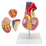 2X Life Size Teaching Simulation Organ Human Heart Model