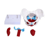 Detachable Sacrum Hip Peis Muscle Female Reproductive System Peic Bone Human Skeleton Anatomy Model