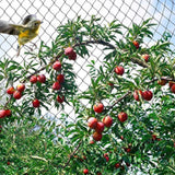 Garden Bird Net Pond Net for Protecting Seedlings Vegetables Soft Fruits Plants Reusable Mesh Fruit Cage Anti Bird Netting