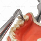 GG Lab Matrix Holder Forcep Matrices Placing Tweezer Tip with T/C  Lab Orthodontics Matrics Forcep Dentist Surgicals Instruments
