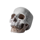 Human Anatomical Model Medicine Skull Human Anatomical Anatomy Head Studying Anatomy Teaching Supplies Home Placement Collection