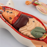 1:1 natural large mouse anatomical model Mouse assembling puzzle toy Animal anatomy model 23*18*7cm free shopping