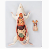 1:1 natural large mouse anatomical model Mouse assembling puzzle toy Animal anatomy model 23*18*7cm free shopping