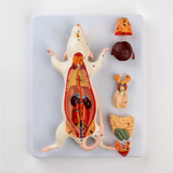1:1 natural large mouse anatomical model Mouse assembling puzzle toy Animal anatomy model 23*18*7cm free shopping