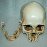 Human Anatomical Model Medicine Skull Human Anatomical Anatomy Head Studying Anatomy Teaching Supplies Home Placement Collection