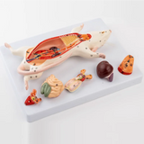 1:1 natural large mouse anatomical model Mouse assembling puzzle toy Animal anatomy model 23*18*7cm free shopping