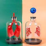 Lung Demonstration Model Experiment Project Science Learning Educational Toy Teaching Tool for Teens School All Ages Children