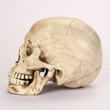 Human Anatomical Model Medicine Skull Human Anatomical Anatomy Head Studying Anatomy Teaching Supplies Home Placement Collection