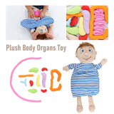 Kids Assembled Organs Toy Human Body Anatomy Plush Doll Science Teaching Aids Tool Educational Toys