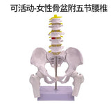 Detachable Sacrum Hip Peis Muscle Female Reproductive System Peic Bone Human Skeleton Anatomy Model