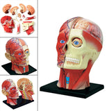4D Assembled Humans Anatomical Model - Exploded Skull Education Sciences Skeleton Head, Anatomia Teaching Supplies