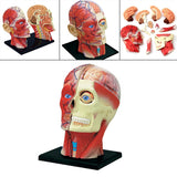 4D Assembled Humans Anatomical Model - Exploded Skull Education Sciences Skeleton Head, Anatomia Teaching Supplies