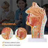 Human Anatomical Nasal Cavity Throat Anatomy Model for Science Classroom Study Display Teaching Medical Mode Equipment