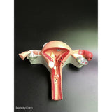 Medical Human Uterus Ovary Pathology Portable Simulation Female Reproductive Model Teaching Anatomy labs Researches