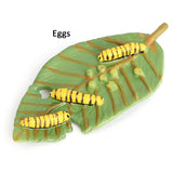 New Butterfly Life Board Set Lifestyle Stages Kids Teaching Tools Animal Growth Cycle Educational Toys