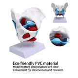 Detachable Sacrum Hip Peis Muscle Female Reproductive System Peic Bone Human Skeleton Anatomy Model