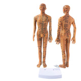 Female Male 35cm with Chinese Points & Base PVC Human Body Acupuncture Point Model DIY
