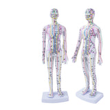 Female Male 35cm with Chinese Points & Base PVC Human Body Acupuncture Point Model DIY