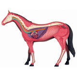 Animal Organ 4D Horse Intelligence Assembling Toy Teaching Anatomy Model DIY Appliances