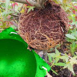 25 Pieces Of Plant Propagation And Rooting Ball Device-Reusable Plant Propagation Grafting Box (S, Green)