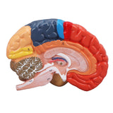 Anatomical Brain Assembled Model PVC Human Brain Anatomical Model for Learning Display