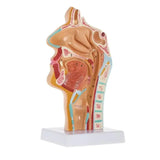 Human Anatomical Nasal Cavity Throat Anatomy Model for Science Classroom Study Display Teaching Medical Mode Equipment