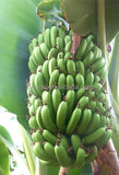 plantain Multi cut cutting hine,plantain banana slicer,banana chips making hines