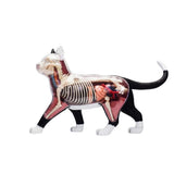 Animal Organ 4D Intelligence Assembling Toy Teaching Anatomy Model DIY Appliances