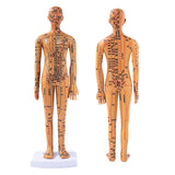 Female Male 35cm with Chinese Points & Base PVC Human Body Acupuncture Point Model DIY