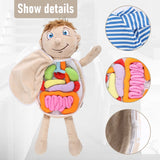 Kids Assembled Organs Toy Human Body Anatomy Plush Doll Science Teaching Aids Tool Educational Toys