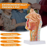 Human Anatomical Nasal Cavity Throat Anatomy Model for Science Classroom Study Display Teaching Medical Mode Equipment