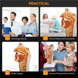 Human Anatomical Nasal Cavity Throat Anatomy Model for Science Classroom Study Display Teaching Medical Mode Equipment