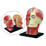 4D Assembled Humans Anatomical Model - Exploded Skull Education Sciences Skeleton Head, Anatomia Teaching Supplies
