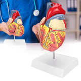 2X Life Size Teaching Simulation Organ Human Heart Model