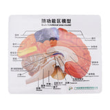 Anatomical Brain Assembled Model PVC Human Brain Anatomical Model for Learning Display