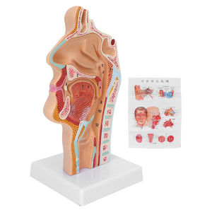 Anatomical Model Color Painting Human Nasal Cavity Model Corrosion Resistant for Teaching for for Demonstration