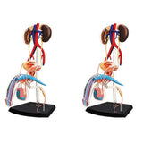 Medical Torso Human Body Model Reproductive System for Teaching Study